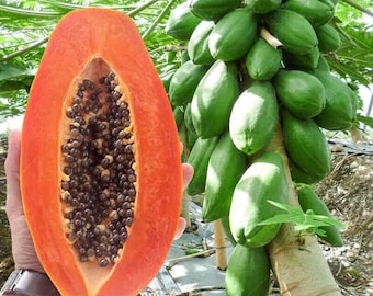 May include: A halved papaya, revealing vibrant orange flesh and numerous black seeds, held in a hand. A cluster of green papayas hangs in the background, attached to a tree. The image showcases the fruit's interior and exterior.