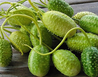 West Indian Gherkin Very Rare West Indian Gherkin (Cucumis Anguria) Burr Cucumber, 500~vegetable Seed Fruit, Herb, Flower Garden