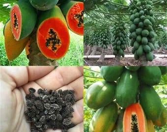May include: A collage of images showcasing papaya. One image displays a halved papaya with vibrant orange flesh and black seeds. Other images show green papayas on trees and a handful of papaya seeds.