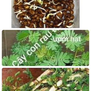 100 Seeds Water Mimosa for Planting Mimosa Pudica Sensitive Neptunia Plant Neptunia Ooleracea Hat Rau Rut Rau Nhut