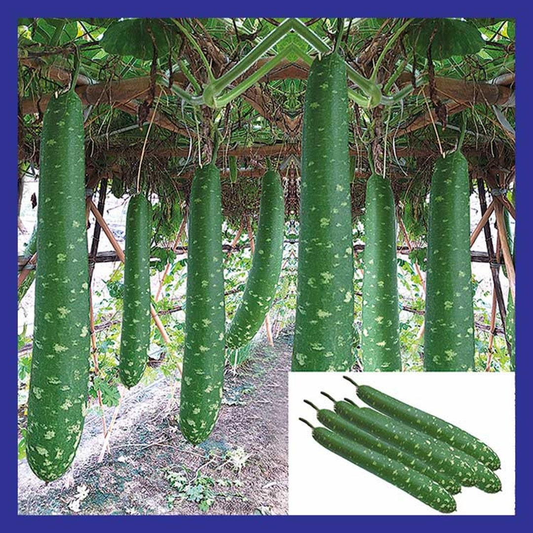 Very Productive Hạt giống Bầu sao trái dài F1 siêu quả 12 - Etsy 日本