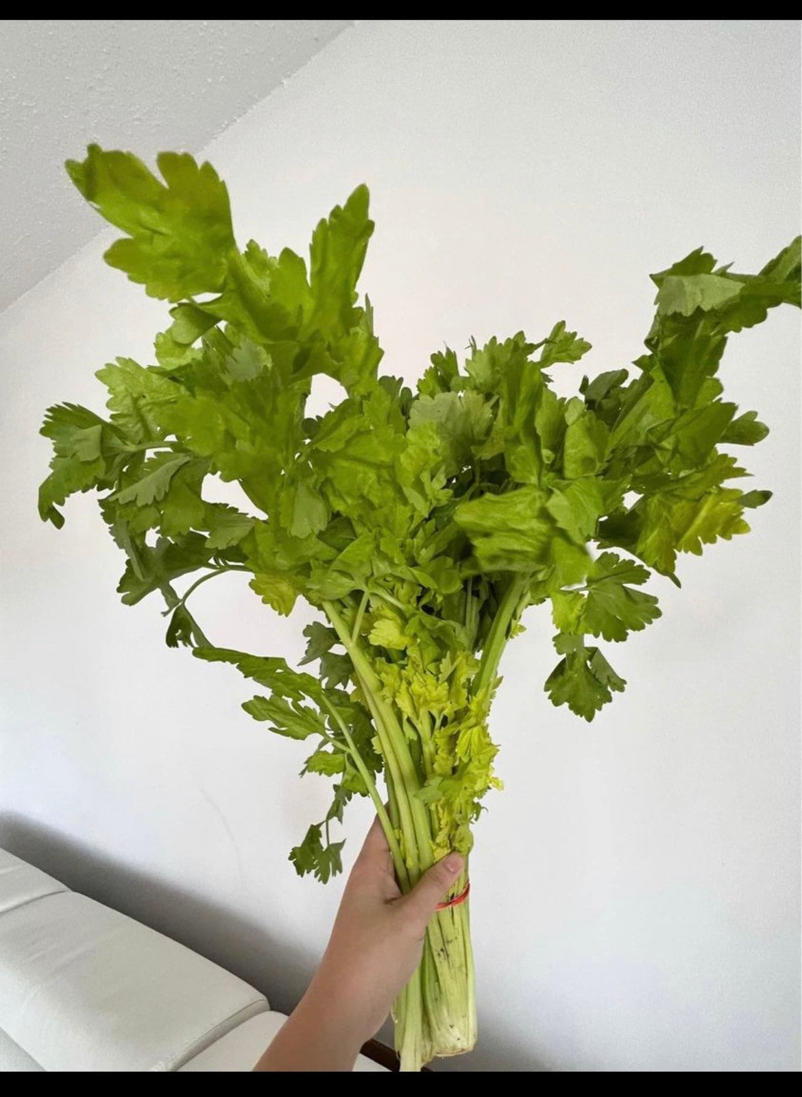 750 Hạt Giống Rau Cần Tàu Chinese Celery Seeds 10 Bags