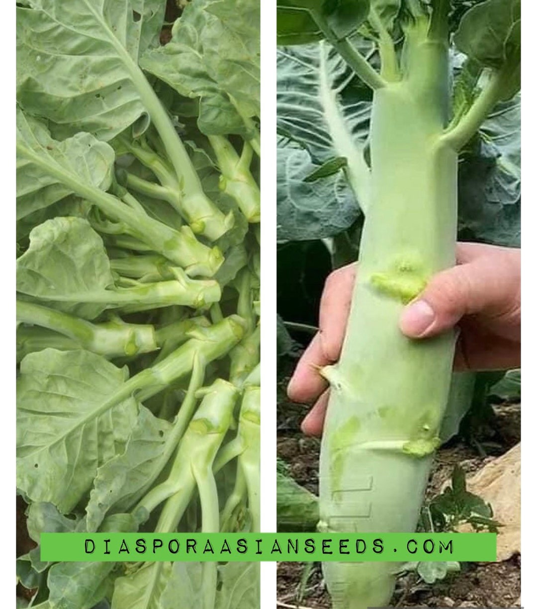 Vegetable Chinese Kale Gailan Kailan Chinese Broccoli 3000 Etsy