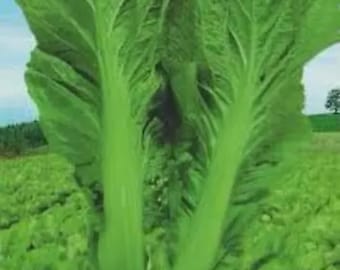 May include: A close-up of a vibrant green leafy vegetable, likely a type of lettuce or cabbage, with large, textured leaves. The image is set in a field, with a blurred background of more green plants and a distant tree.