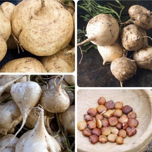 May include: A collage of images showcasing jicama, a root vegetable. The top left image displays several large, round jicama bulbs. The top right shows jicama with stems. The bottom left shows jicama with roots. The bottom right shows seeds in a wooden bowl.
