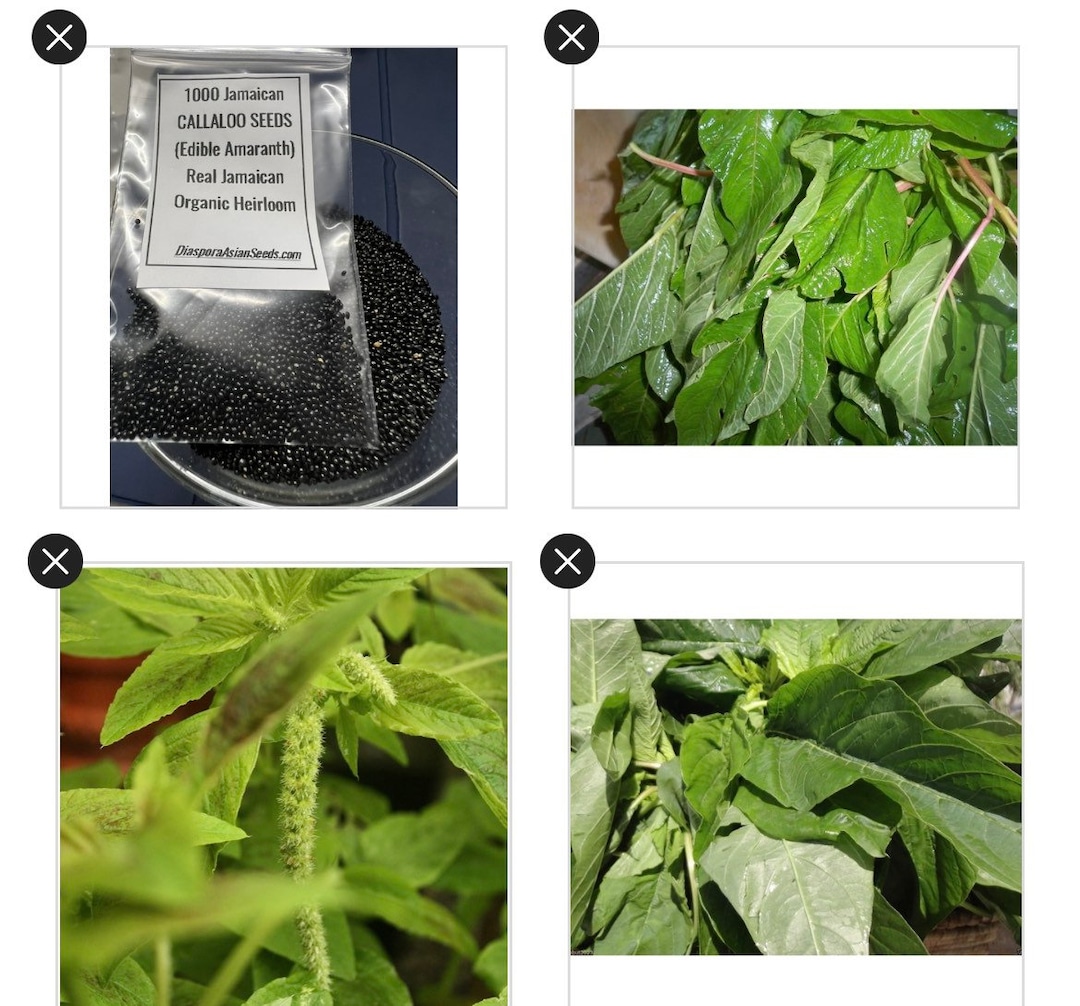 1000 Jamaican CALLALOO SEEDS edible Amaranth Real Jamaican Etsy