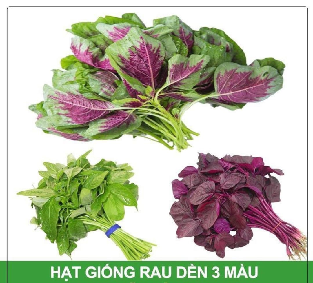 100gram Hạt Giống Rau Dền 3 Màu Cao Sản Amaranth Mix 3 Color Red Garnet ...