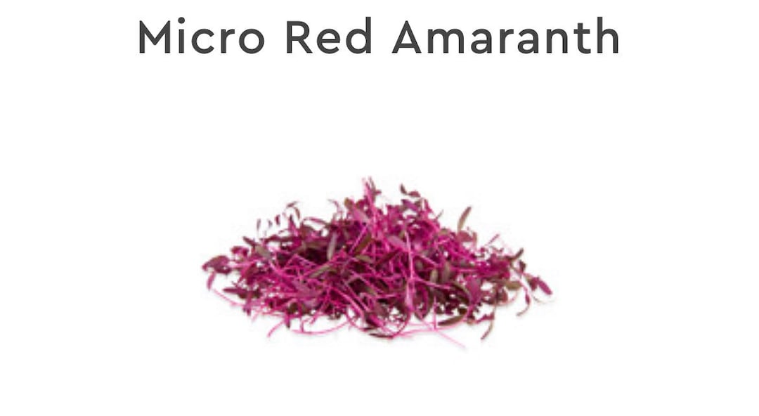 10,000 Seeds Microgreen - Red Amaranth Seeds- Garnet Red Hat Giong Rau ...