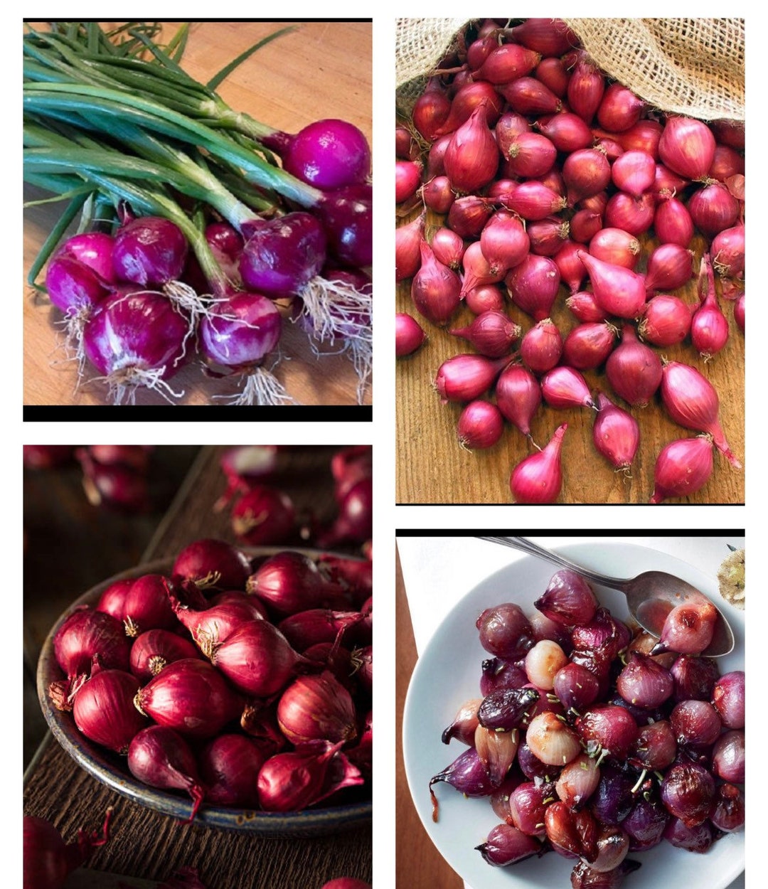 Red Onion Sets bulbs for Planting Gardening Scallion Purple Pearl