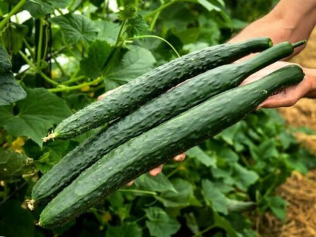Cucumber Burpless Chinese Miracle Giant Long Rare Pickling Non GMO