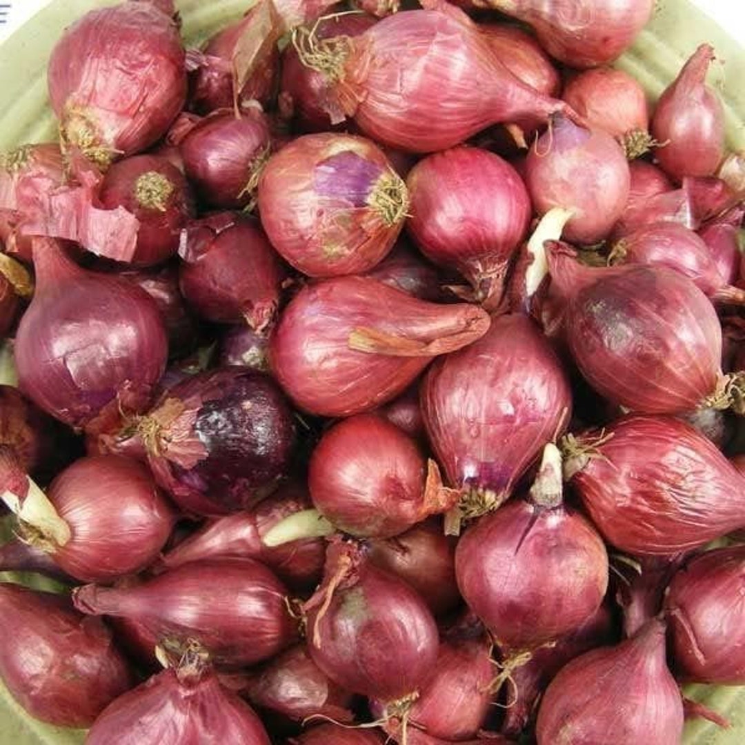 Pink Shallots Set Bulbs Non GMO Garden Vegetable Heirloom Seeds Multiplier Onions New Crop 2023