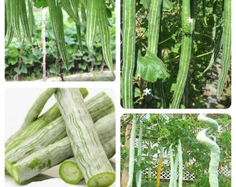 Mix buag Ngu Naga short snake serpent gourd seeds; Snake Gourd Seeds Trichosanthes cucumerina Lagenaria sicerari 100seess USA lặc lè