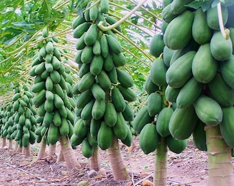 Fruit Seeds - 15 Seeds of Maradol Caribbean Red Papaya Tropical Fruit Tree Heirloom Non GMO Garden Seeds