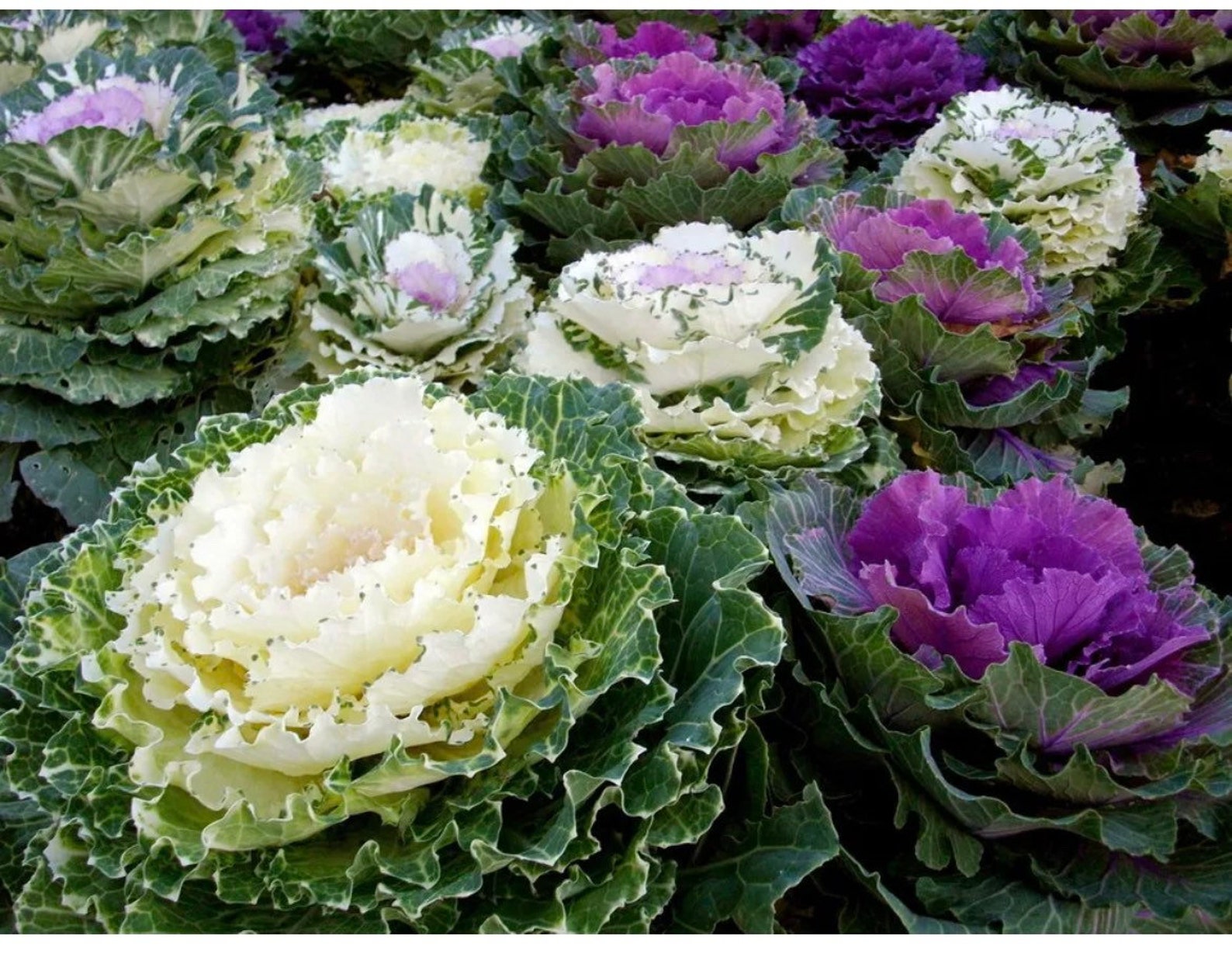 Flowering Cabbage Seeds F1 Osaka Series 25 Seeds Hạt Giống Etsy