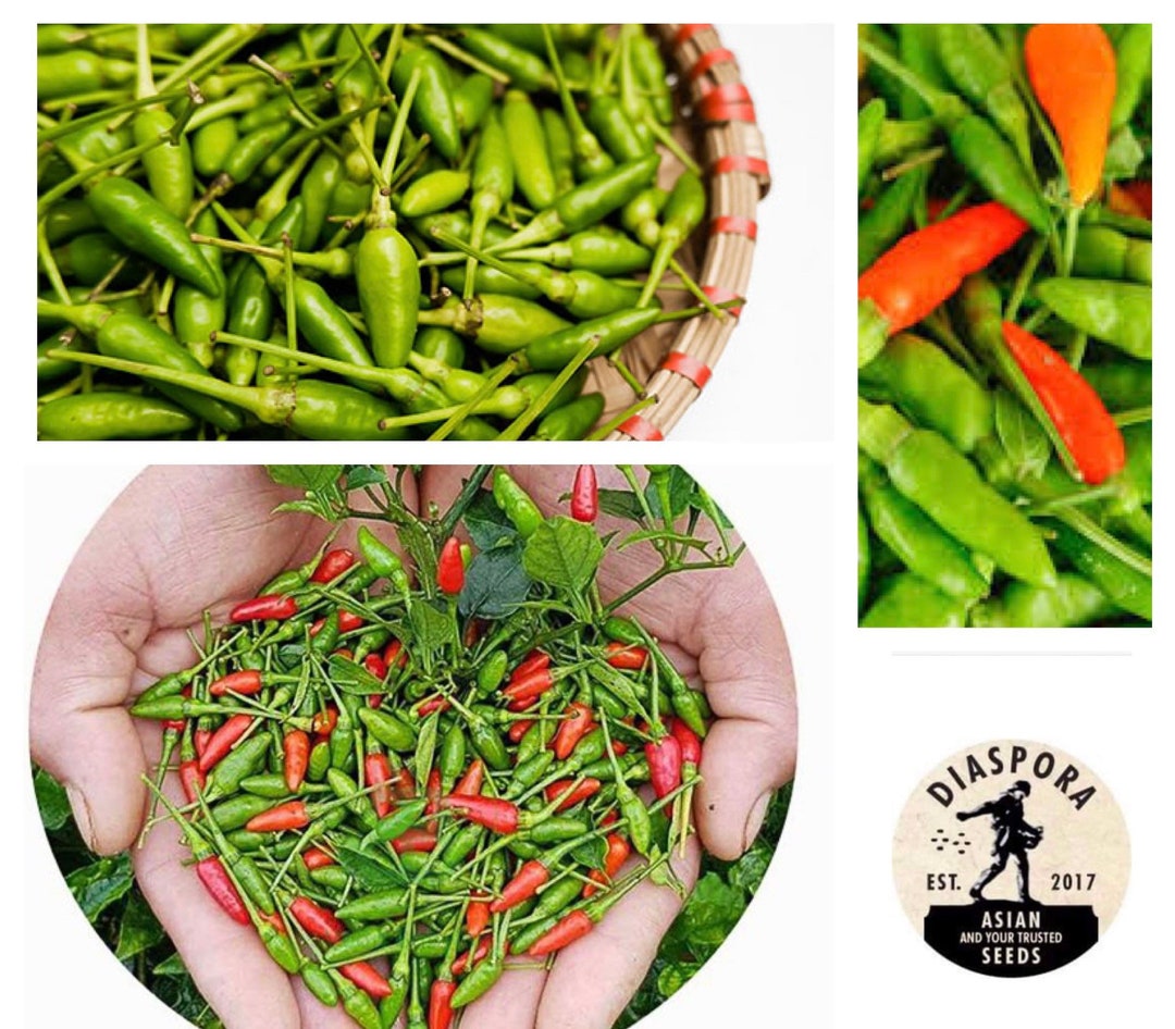Hạt Giống ớt Xiêm Rừng Cay Ngon Xuất Sắc 40 Seeds Bird Eye Pepper Seeds