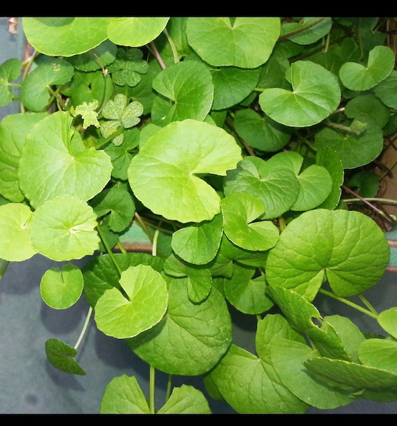 1200 HẠT RAU MÁ Centella Asiatica Seeds Rau Ma Gotu Kola | Etsy