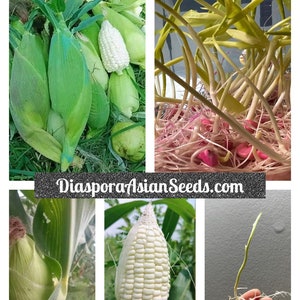 20 Round White Sticky Waxy Corn Glutinous Organic Sweet Corn Seeds Bắp