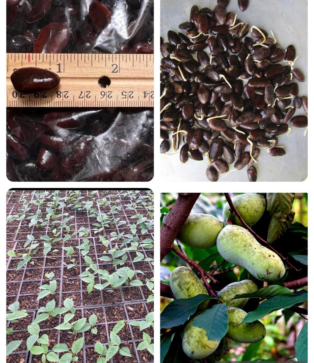 Paw Paw Tree 120 Seeds for Planting Seeds Edible Fruit Tree asimina Triloba indian Banana Cold