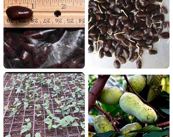 May include: A collection of images showcasing the stages of pawpaw fruit development. Includes seeds next to a ruler, germinating seeds, young plants in trays, and ripe green pawpaws hanging from a tree branch.