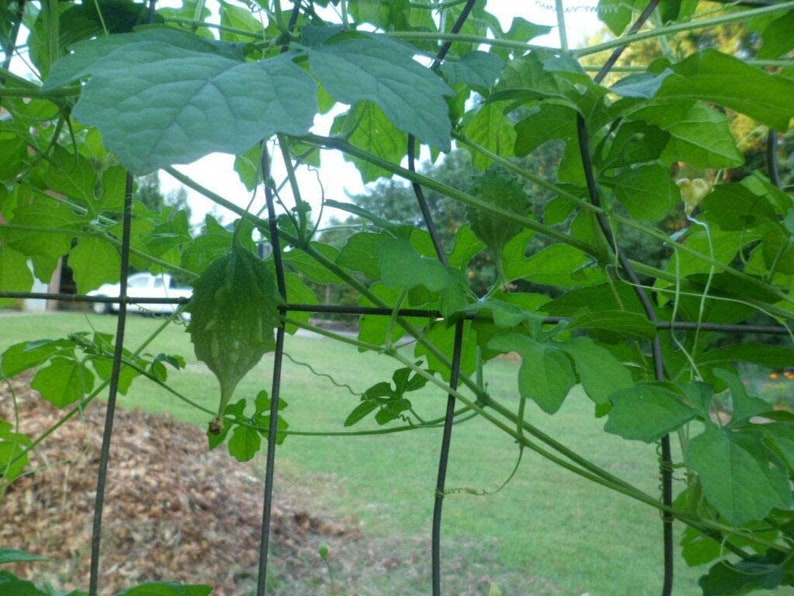 Jamaican Cerasee/small Bitter Melon/gourd/karela Plus Seeds Etsy