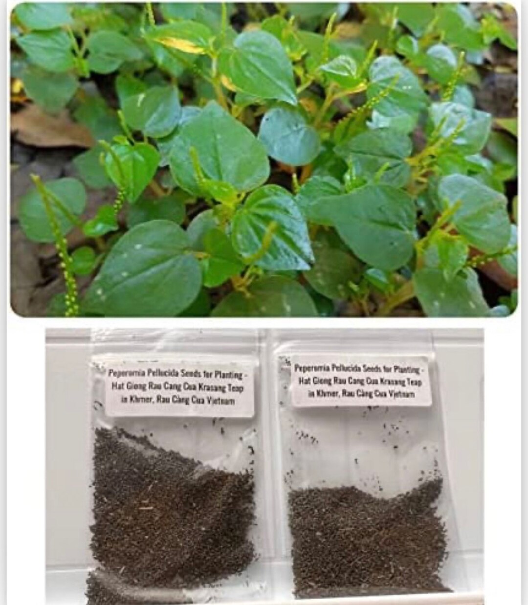 2 Bags of 4000 Seeds Crab Claw Herb Seeds Rau Cang Cua Pepper Etsy