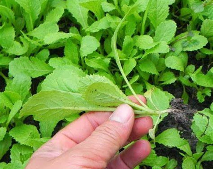 Featured listing image: 1000+ Rau Cải bẹ xanh ăn Non 1000 Seeds CAI xanh an Non mì Quảng baby leaf green mustard cực dễ 15 days