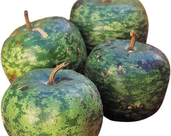Apple (Heirloom) Gourd Seeds 300 seeds Cucurbita pepo - Apple Small (Pepo) gourds Bầu táo vỏ sao cứng