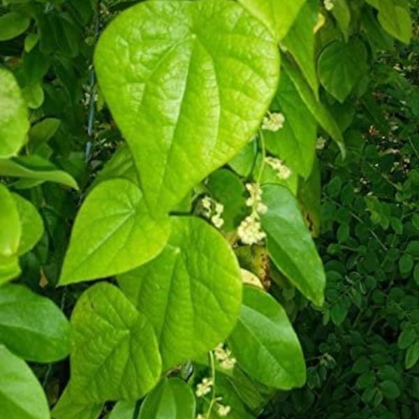 Grass Jelly Plant Etsy