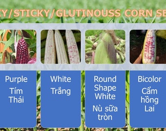 Bắp nếp tổng hợp nhiều loại 100 Seeds Waxy Corn Asian Bap NEP Asian Sticky Corn Seeds glutinous Corn White/purple/bicolor/round shape white