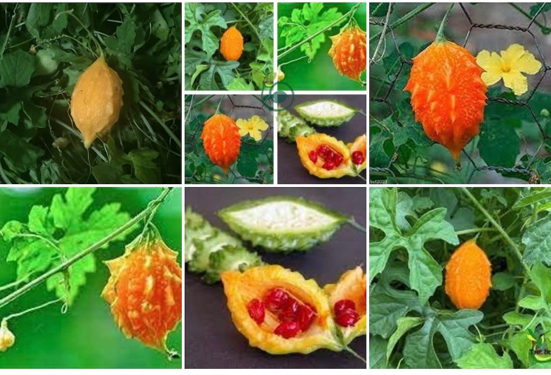 Jamaican Cerasee/small Bitter Melon/gourd/karela Plus Seeds Indira Indian Baby Jamaican Cerasee