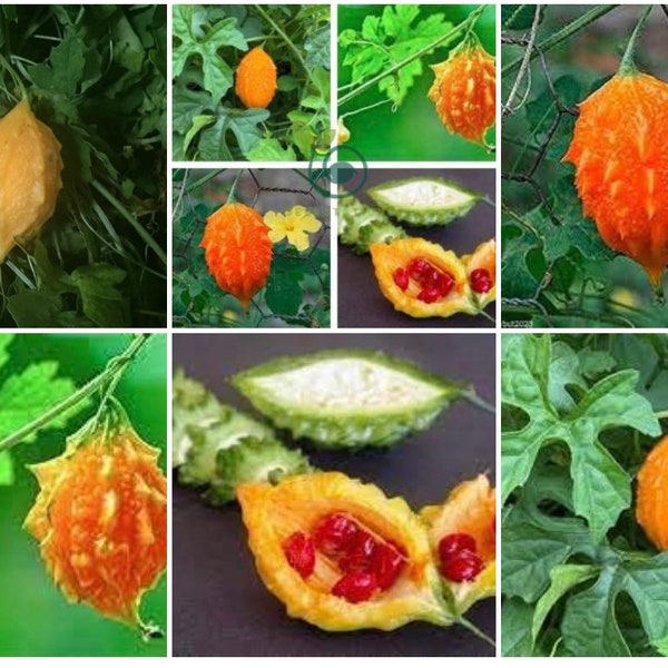 Indian Vegetable Seeds Etsy