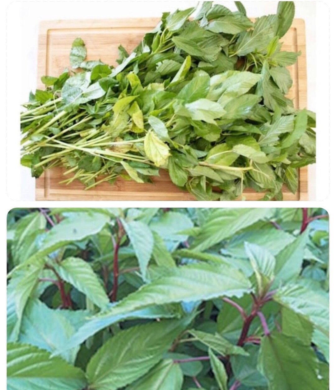 Mix Red Stem and Green Stem 3000 Seeds Molokhia Egyptian Spinach Corchorus Olitorius Jews Jute
