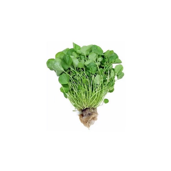  Upland Cress Seeds -Creasy Greens in The South -  Mmmmmm.Good(50 - Seeds) : Patio, Lawn & Garden