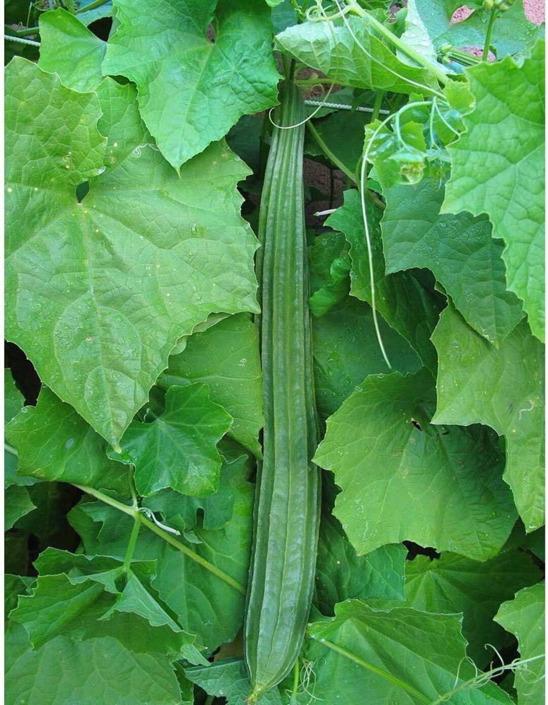Angled Luffa Seeds (Ridged Sponge Gourd) - Heirloom, Non-GMO, USA Grown