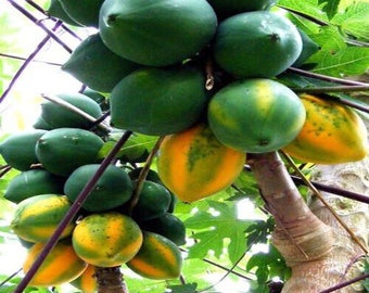 May include: A close-up of a papaya tree laden with green and yellow papayas. The unripe papayas are a deep green, while the ripe ones display vibrant yellow and orange hues. The tree trunk is a light brown, and green leaves are visible.