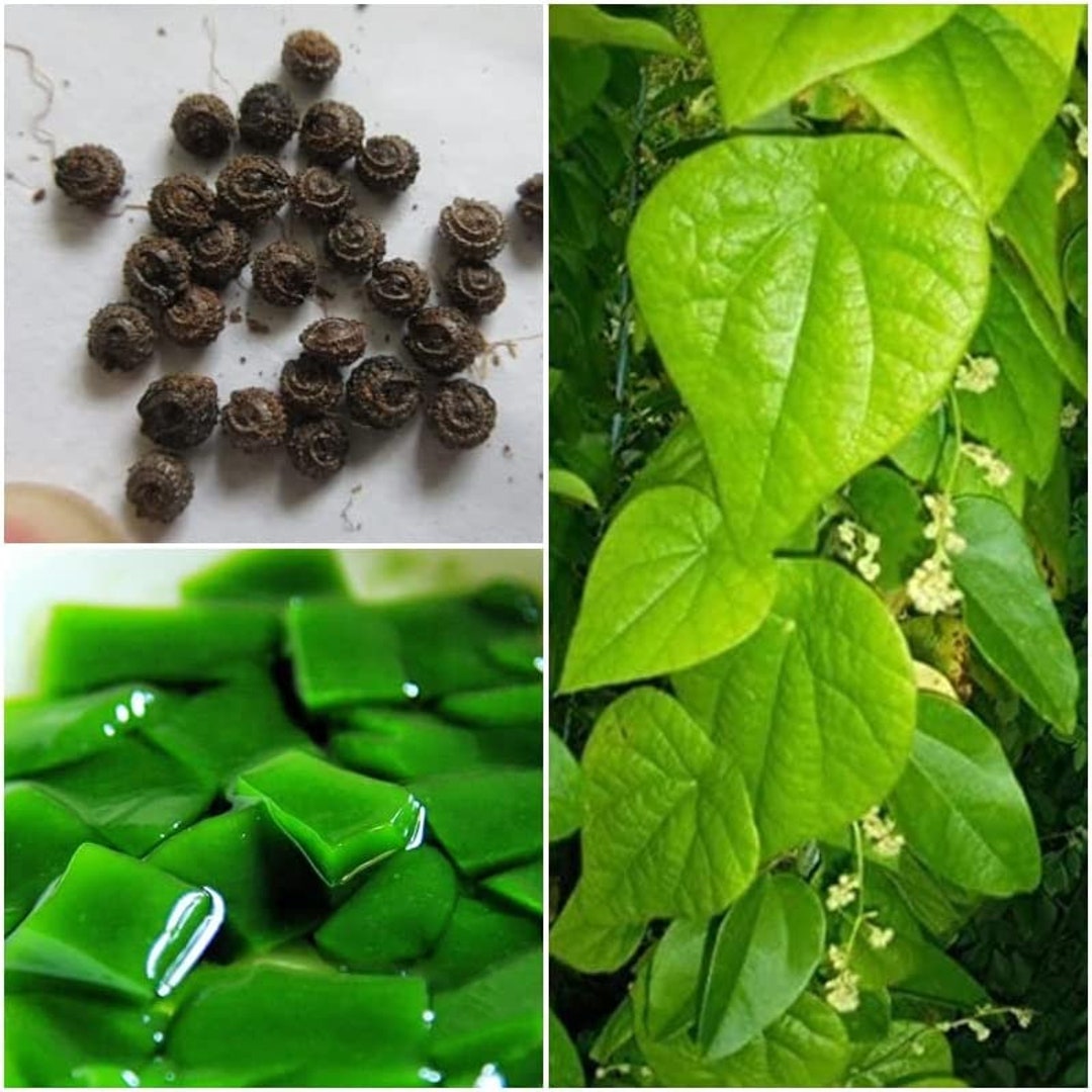 50 Seeds Tropical Herb Natural Green Vine Jelly Green Grass Jelly Plant
