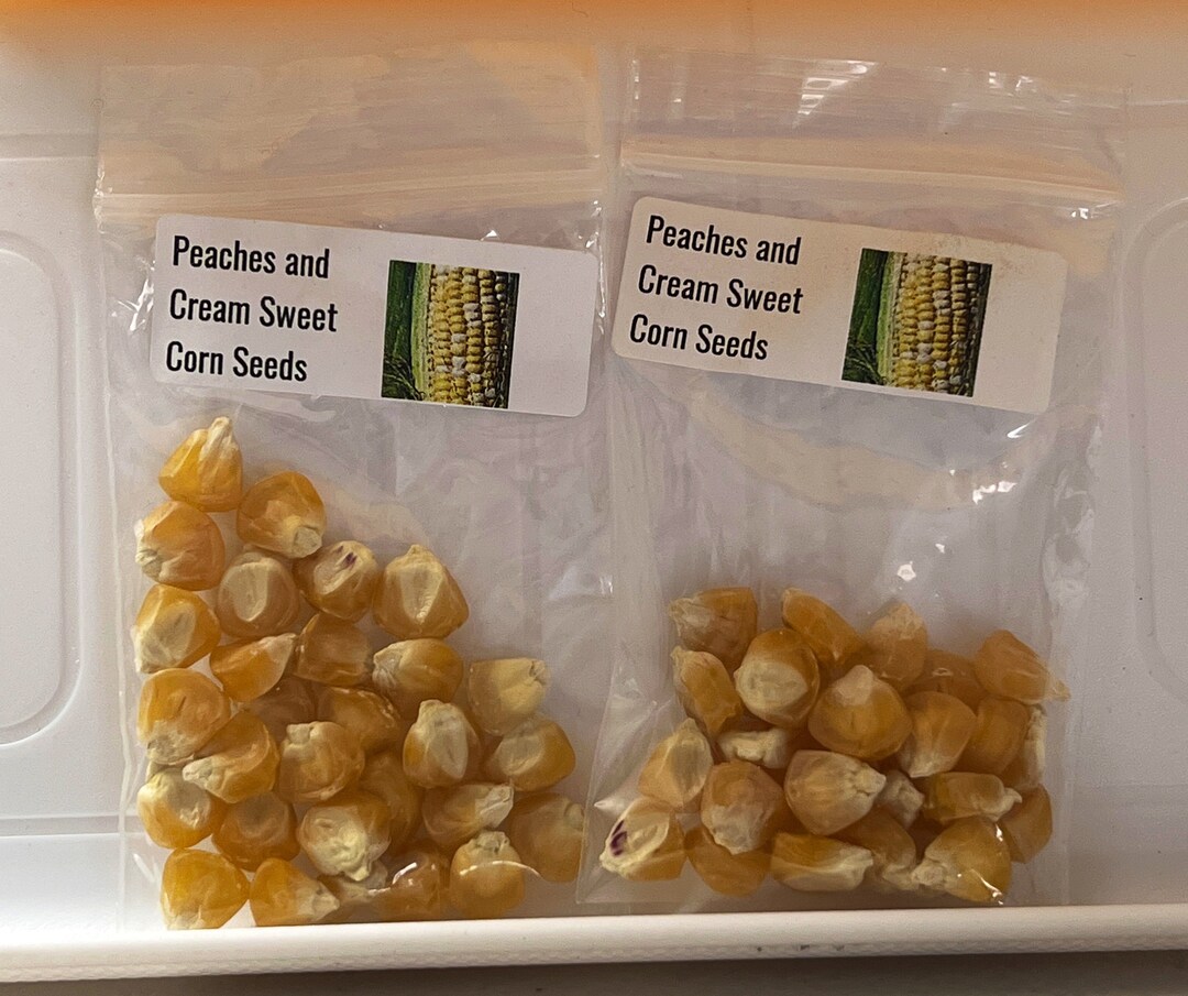 2 Bags of 25 Seeds Peaches and Cream Sweet Corn Seeds Untreated Etsy