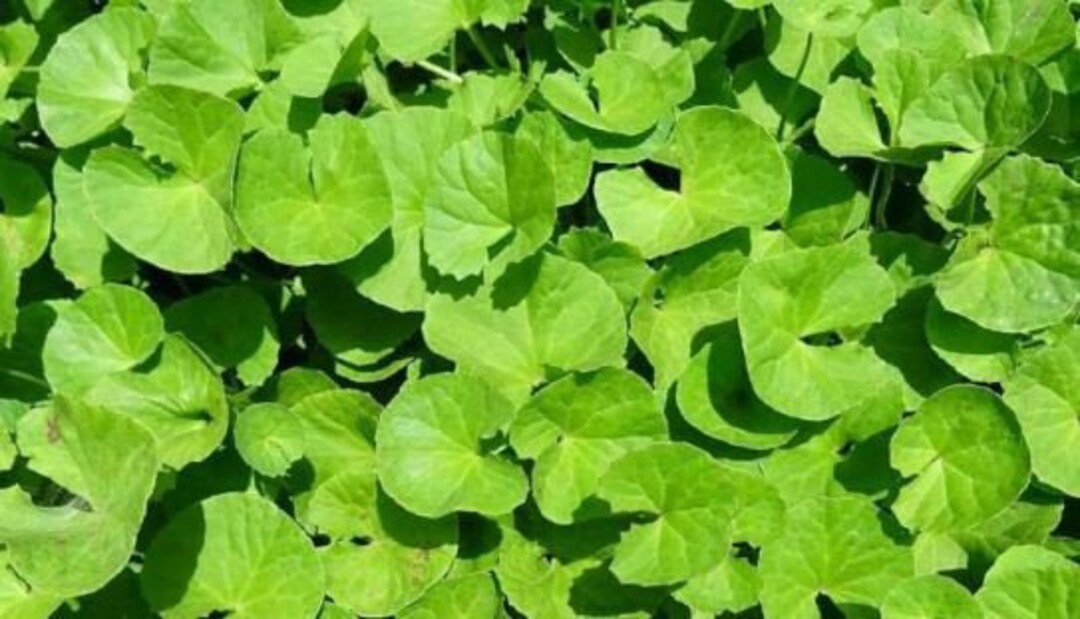 200 HẠT RAU MÁ- Centella Asiatica- Seeds Rau Ma Gotu Kola Pennywort ...