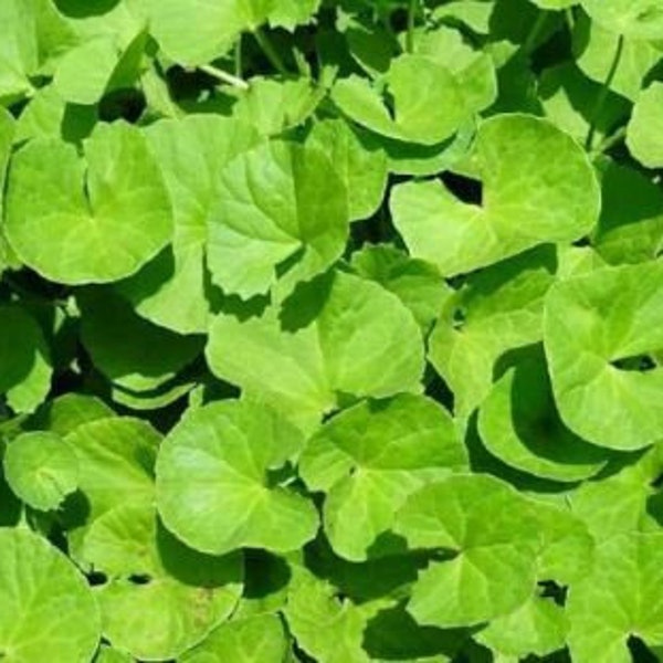 500 HẠT RAU MÁ Large leaf Centella Asiatica- Seeds Rau Ma Gotu Kola Pennywort Seeds