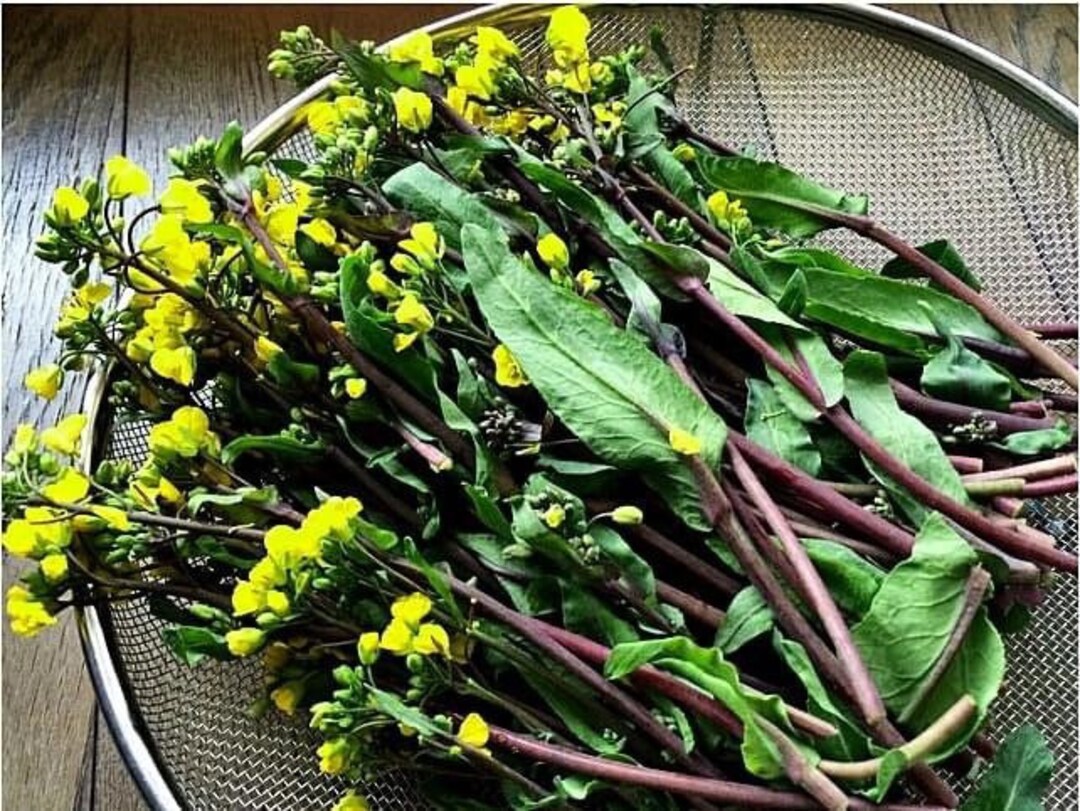 10,000 seeds Asian purple or green Yu Choy- Choi Sum - Choy Sum