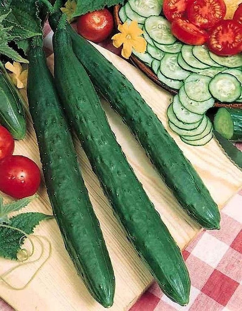 Cucumber Burpless Chinese Miracle Giant Long Rare Pickling Non Etsy