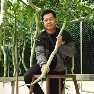 Hạt giống mướp rắn; Snake Gourd Seeds Trichosanthes cucumerina Lagenaria sicerari 100seess USA