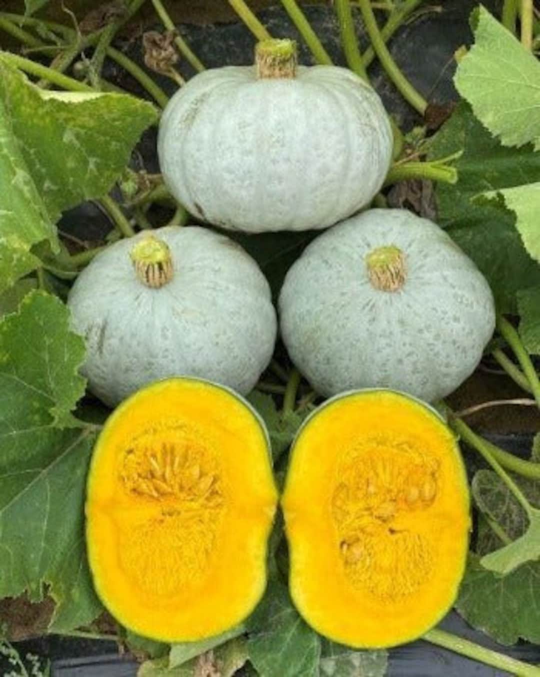 Kabocha Silver F1 Bi Dẽo Nhật Fresh Kabocha Squash Seeds Japanese ...