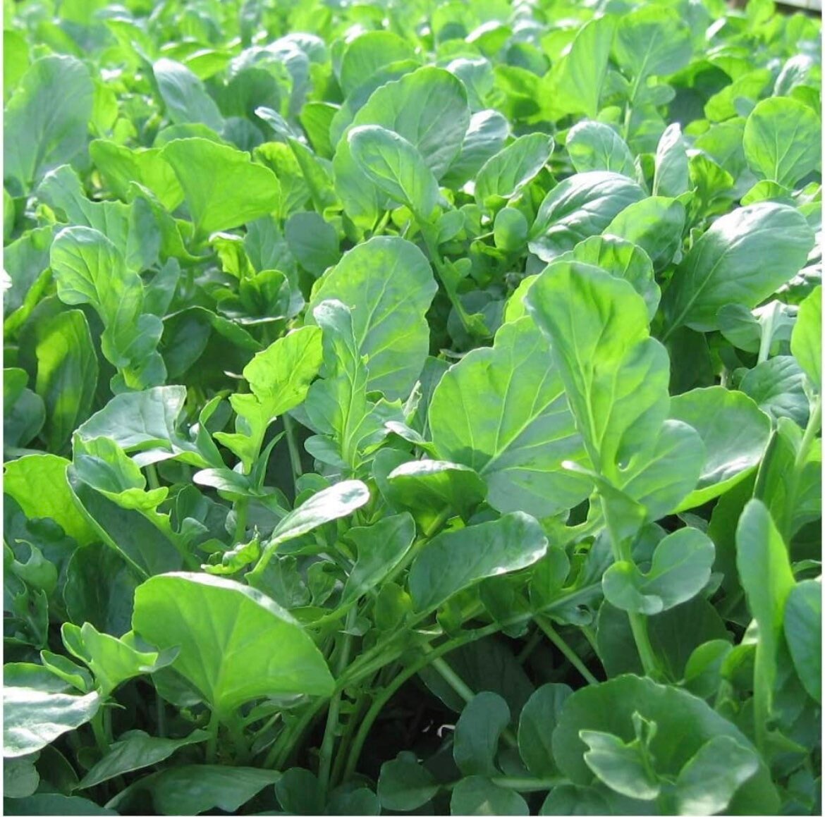  Upland Cress Seeds -Creasy Greens in The South -  Mmmmmm.Good(50 - Seeds) : Patio, Lawn & Garden
