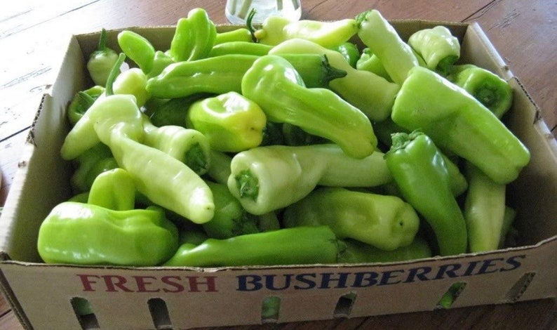 CUBANELLE Pepper (italian Sweets/banana Pepper/italian Frying Pepper ...