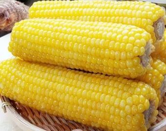 SALE 1/2 OZ 50+ Yellow Waxy Corn seeds for planting, sticky glutinous non-GMO Bắp nếp dẽo vàng