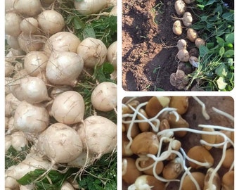 100 Pcs Non-GMO Jicama Seeds Heirloom Mexican Yam Bean Mexican Turnip Seeds Mexican Turnip Seeds Fresh Garden Seeds  Củ Sắn; 沙葛 kuzu-imo くずい