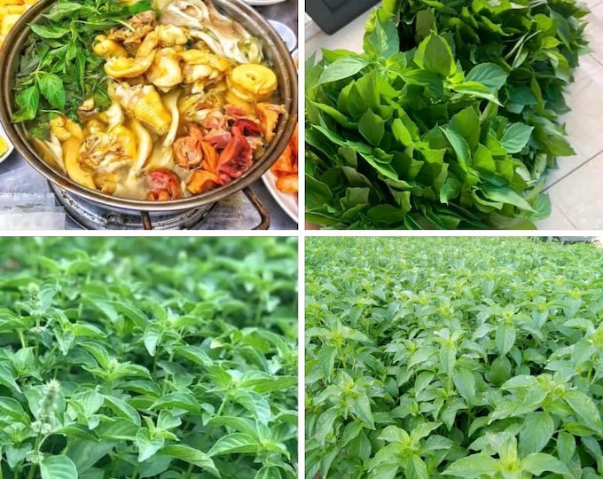 Featured listing image: Hạt Giống Lá É - 200 seeds - Gà nấu lá é món ăn đặc sắc Việt Nam