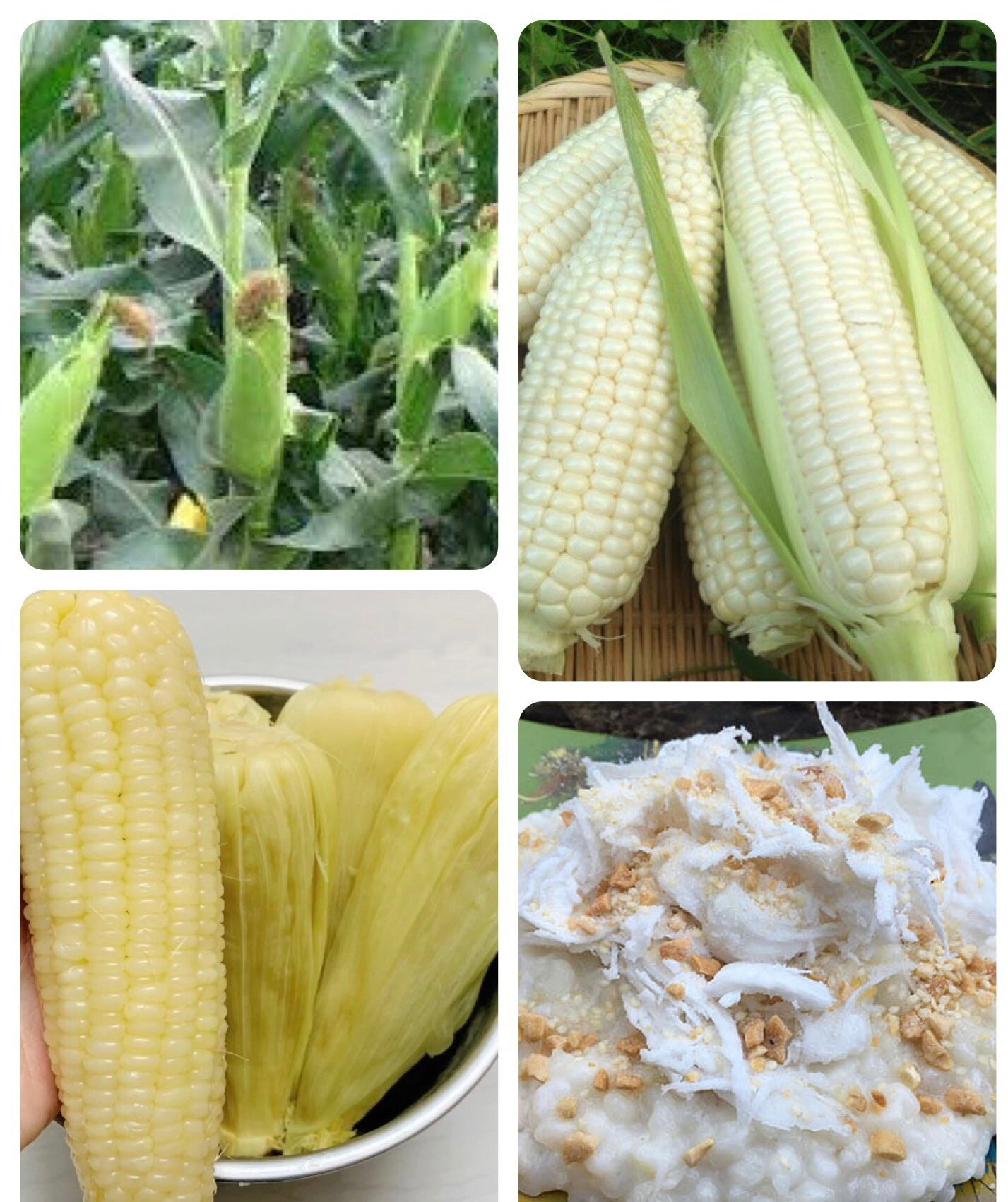 Bulk Sale Waxy Corn Vietnamese Bap Nep Bắp Dẽo Asian Sweet Corn Seeds