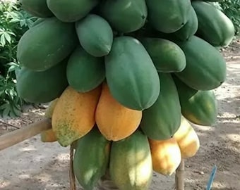May include: A papaya tree laden with numerous green and yellow papayas. The unripe papayas are a deep green, while the ripe ones display a vibrant yellow hue. The tree trunk is a light brown color, and the ground is covered in dirt.